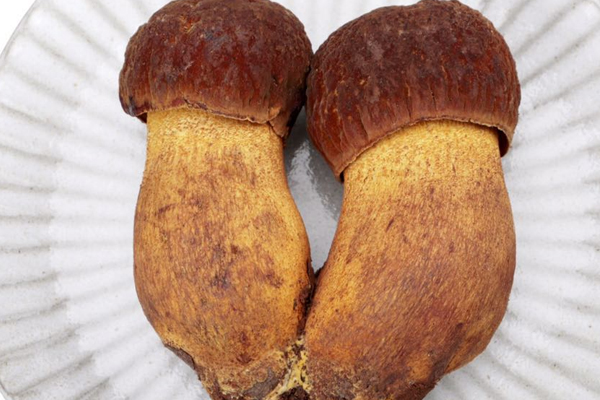 牛肝菌和喬巴菌的區(qū)別，牛肝菌可以人工種植嗎