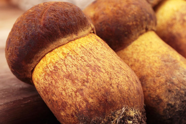 牛肝菌能人工種植嗎 牛肝菌能人工種植嗎