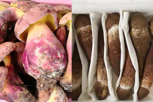 牛肝菌和雞樅菌哪個好吃，雞樅菌可以和牛肝菌一起燉湯嗎