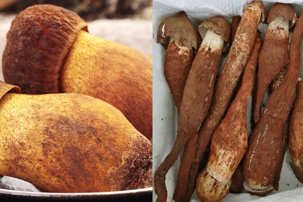 牛肝菌和雞樅菌哪個(gè)鮮 牛肝菌和雞樅菌哪個(gè)鮮