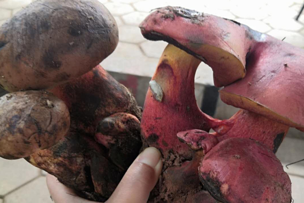 牛肝菌能油炸著吃嗎 牛肝菌能油炸著吃嗎