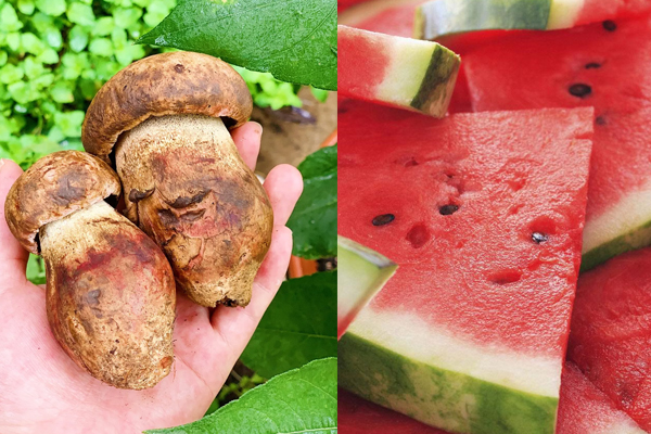 牛肝菌可以和青頭菌一起吃嗎，牛肝菌可以和西瓜一起吃嗎
