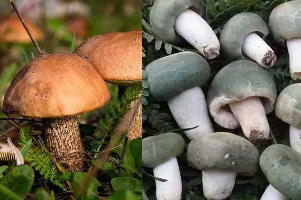 牛肝菌能和青頭菌同吃嗎 牛肝菌能和青頭菌同吃嗎