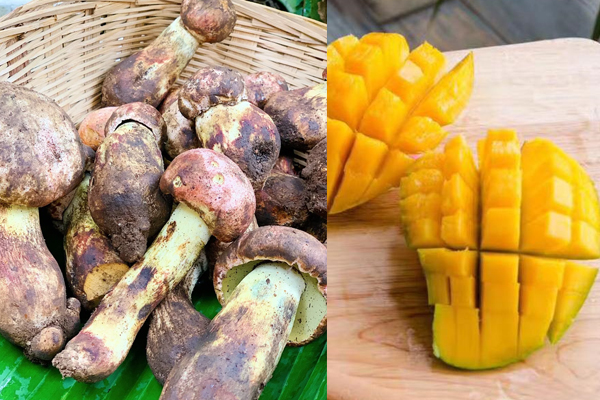 牛肝菌可以和芒果一起吃嗎，牛肝菌和酸菜一起吃嗎