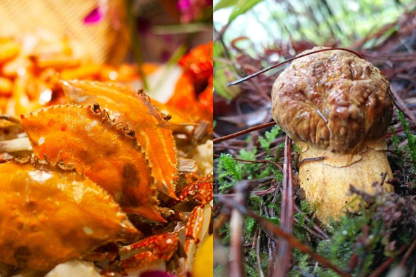 牛肝菌和海鮮可以一起吃嗎，牛肝菌可以和紫菜一起吃嗎