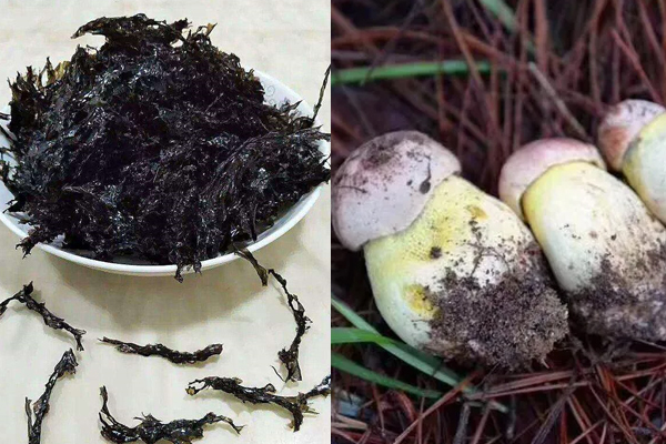 牛肝菌能和紫菜一起吃嗎 牛肝菌能和紫菜一起吃嗎