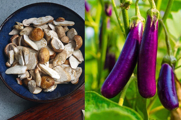 牛肝菌和茄子能一起吃嗎 牛肝菌和茄子能一起吃嗎