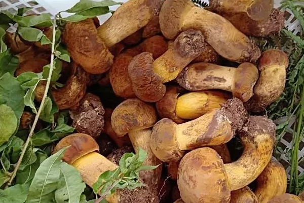 牛肝菌可以用微波爐加熱嗎