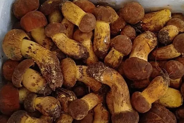 擔心牛肝菌富集重金屬，加速腎損傷