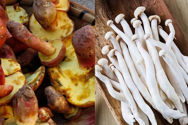 牛肝菌可以和海鮮菇一起煮嗎，牛肝菌能用微波爐嗎