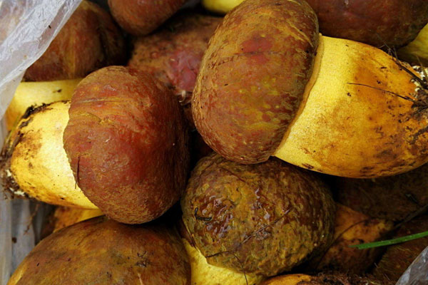 黃牛肝菌有毒嗎 黃牛肝菌有毒嗎