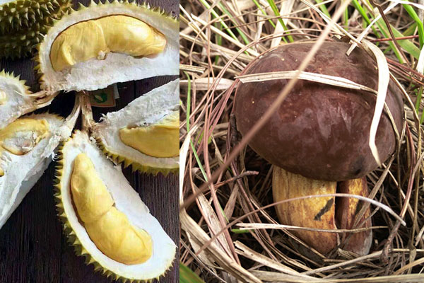 牛肝菌和榴蓮能一起吃嗎 牛肝菌和榴蓮能一起吃嗎