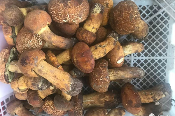 黃牛肝菌可以生吃嗎 黃牛肝菌可以生吃嗎