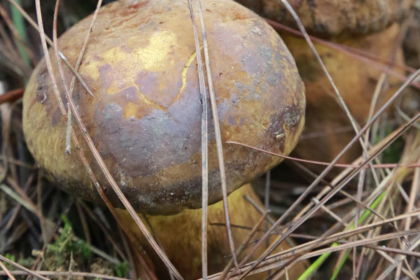 黃牛肝菌能人工栽培嗎 黃牛肝菌能人工栽培嗎