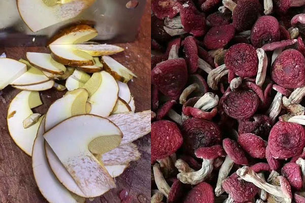 黃牛肝菌可以人工種植嗎，黃牛肝菌可以和紅菇一起燉湯嗎