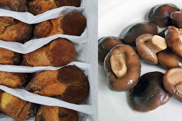 黃牛肝菌能和其他蘑菇一起吃 黃牛肝菌能和其他蘑菇一起吃