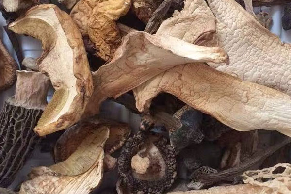 黃牛肝菌和黑牛肝菌可以做菌湯包 黃牛肝菌和黑牛肝菌可以做菌湯包