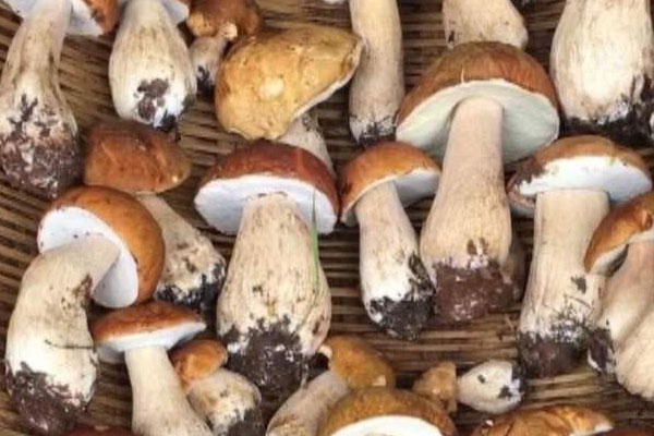 白牛肝菌能涮火鍋嗎 白牛肝菌能涮火鍋嗎