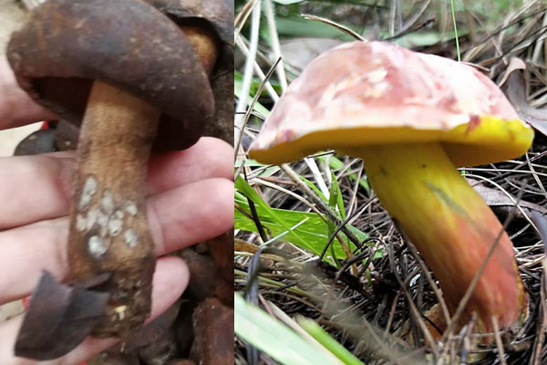 黑牛肝菌和見手青的區(qū)別，黃牛肝菌能泡水喝么