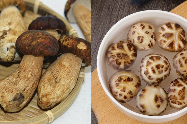 白牛肝菌能入藥嗎，白牛肝菌能種植嗎