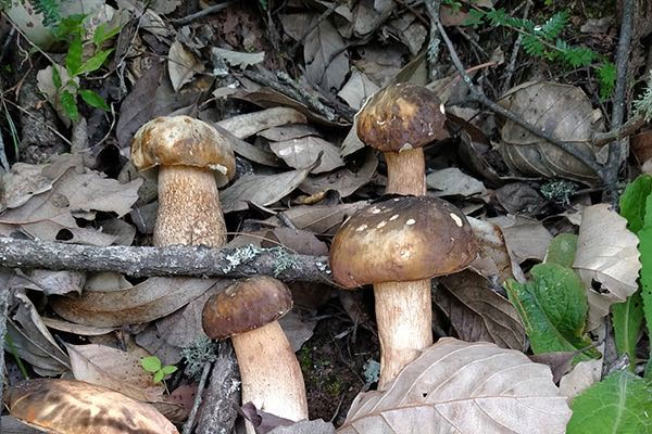 美味牛肝菌可以人工栽培嗎，美味牛肝菌有毒嗎