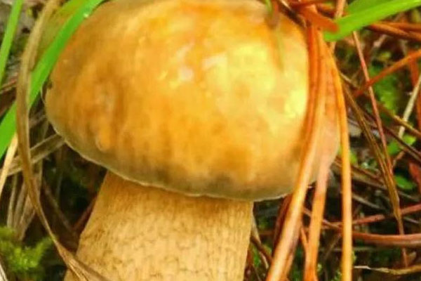 美味牛肝菌是不是白牛肝菌 美味牛肝菌是不是白牛肝菌