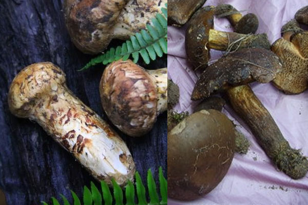 美味牛肝菌是白牛肝菌嗎，黑牛肝菌和松茸可以一起燉雞嗎