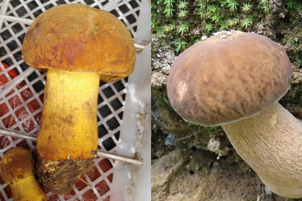 白牛肝菌和黃牛肝菌哪個(gè)貴 白牛肝菌和黃牛肝菌哪個(gè)貴