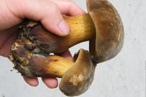 什么顏色的牛肝菌好