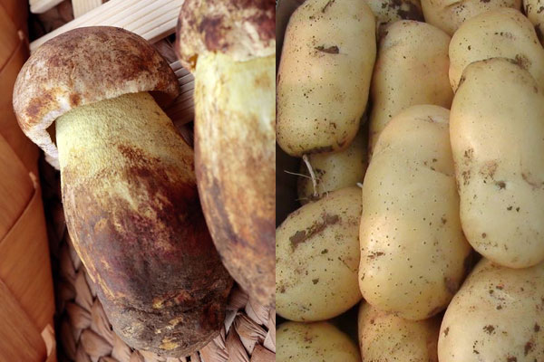 牛肝菌可以和土豆一起吃嗎 牛肝菌可以和土豆一起吃嗎