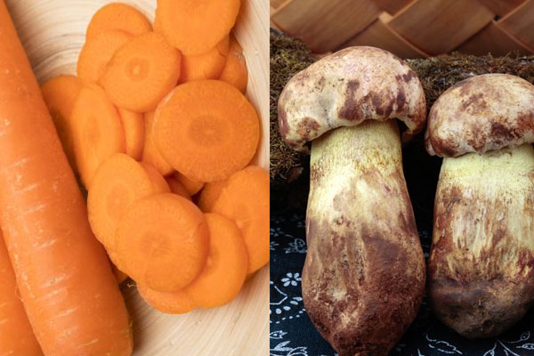 牛肝菌能和胡蘿卜一起吃嗎，牛肝菌和冬瓜可以一起吃嗎