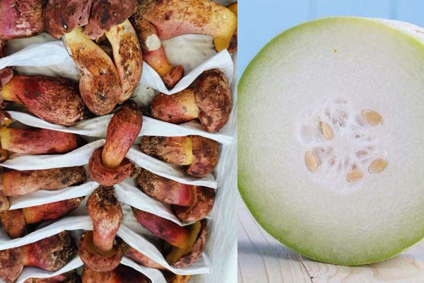 牛肝菌和冬瓜能一起吃嗎