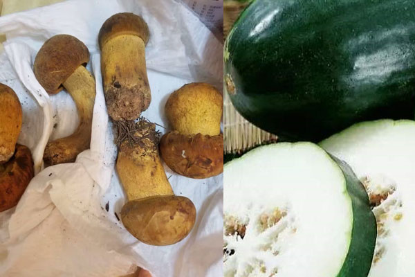 牛肝菌和冬瓜一起吃具有哪些功效作用