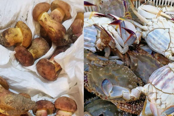 牛肝菌和蔥能一起吃嗎，牛肝菌和螃蟹能一起吃嗎