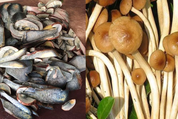 牛肝菌和茶樹(shù)菇可以一起吃嗎