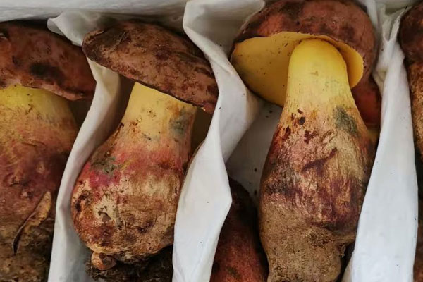 吃了牛肝菌當天能喝中藥么，吃完牛肝菌能喝酒嗎