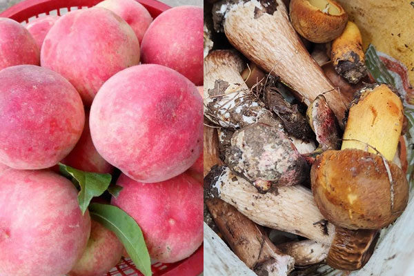 吃了牛肝菌后能吃桃子嗎