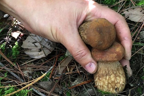 牛肝菌的嘌呤高嗎，尿酸高的人可以吃牛肝菌嗎