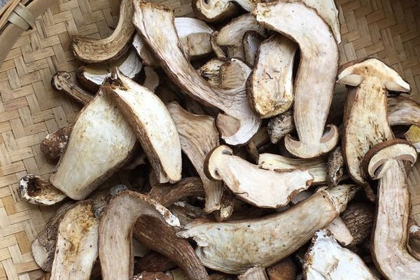 痛風(fēng)和糖尿病可以吃牛肝菌嗎