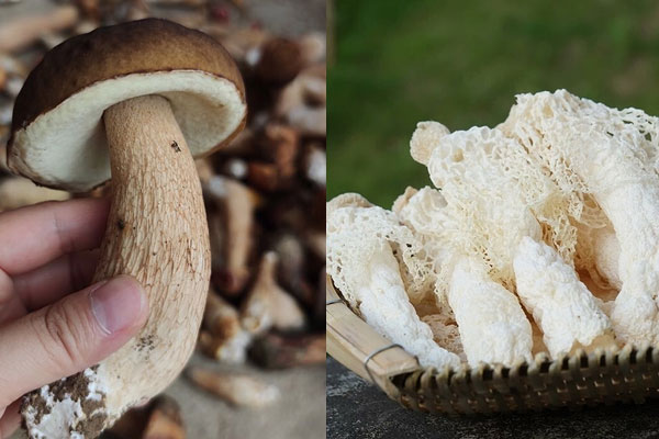 竹蓀和牛肝菌煲湯好不好，牛肝菌可以和竹蓀一起吃嗎