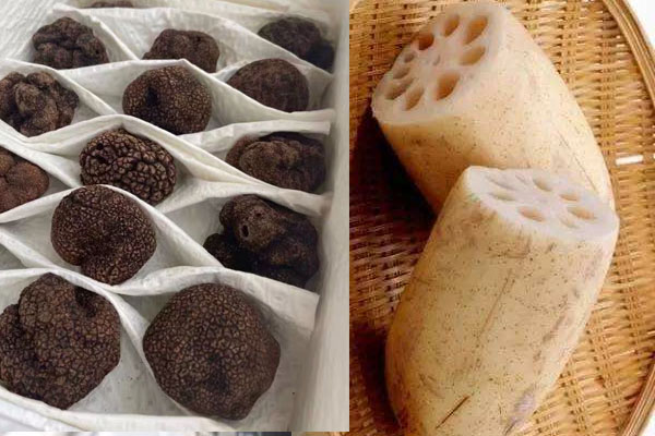 松露能和蓮藕一起燉湯嗎 松露能和蓮藕一起燉湯嗎