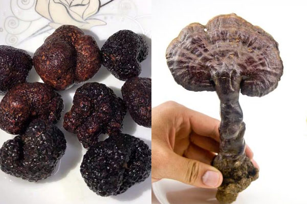 松露能和靈芝泡酒嗎 松露能和靈芝泡酒嗎