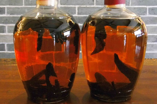 松露靈芝泡酒的配方 松露靈芝泡酒的配方