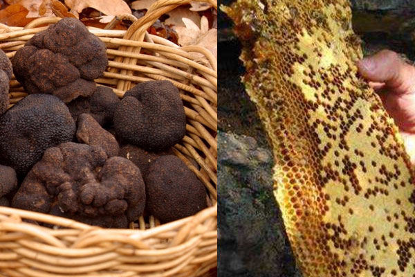 松露可以和蜂蜜一起吃嗎，松露可以和螃蟹一起吃嗎