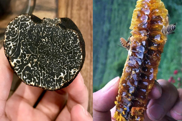 松露蜂蜜水的禁忌 松露蜂蜜水的禁忌