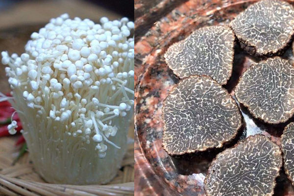 松露能和金針菇一起吃嗎 松露能和金針菇一起吃嗎