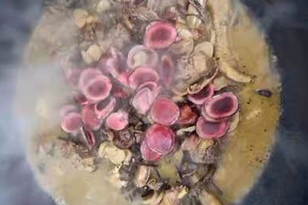 松露鹿茸燉湯的做法 松露鹿茸燉湯的做法