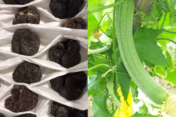 松露可以和絲瓜一起吃嗎