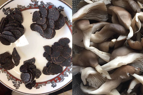 松露和平菇能一起吃嗎，黑松露什么人不能吃