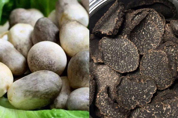 松露可以和草菇一起煮湯吃嗎 松露可以和草菇一起煮湯吃嗎